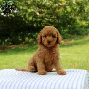 India, Mini Goldendoodle Puppy